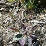 Hieracium maculatum habit picture by Lucce Picolo (cc-by-sa)