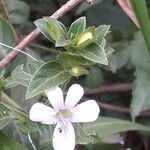 Barleria ventricosa flower picture by Maarten Vanhove (cc-by-sa)