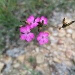 Dianthus scaber flower picture by Dupont Morgane Dupont Morgane (cc-by-sa)