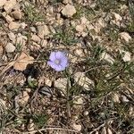 Linum leonii flower picture by Brigitte Bartolo (cc-by-sa)