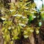 Epidendrum stamfordianum flower picture by rangel bernis (cc-by-sa)