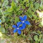 Gentiana brachyphylla flower picture by schind (cc-by-sa)