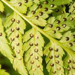 Dryopteris expansa fruit picture by Martin Bishop (cc-by-sa)