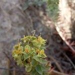 Euphorbia pithyusa flower picture by Gabriel Ollivier (cc-by-sa)