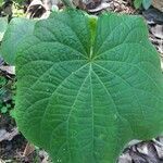 Piper umbellatum leaf picture by Shehadi Ramiz (cc-by-sa)