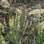 Sideritis tragoriganum leaf picture by Fornas Alfredo (cc-by-sa)