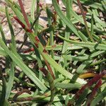 Plantago crassifolia leaf picture by Emanuele Santarelli (cc-by-sa)