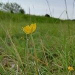 Ranunculus paludosus flower picture by Olivestelle Olivestelle (cc-by-sa)