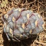 Pinus cembra fruit picture by Daniel Barthelemy (cc-by-sa)