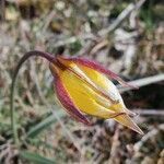 Tulipa sylvestris flower picture by Bernard Sudan (cc-by-sa)