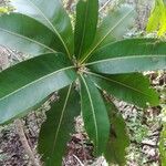 Ixora cauliflora leaf picture by Coordination Endemia (cc-by-sa)