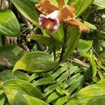 Sobralia leucoxantha flower picture by Espino Rosinda (cc-by-sa)