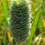 Phalaris canariensis fruit picture by Gamiz Antonio Miguel (cc-by-sa)