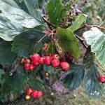 Crataegus persimilis fruit picture by Gabriella da Costa (cc-by-sa)