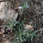 Ajuga iva habit picture by John Walsh (cc-by-sa)