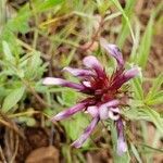 Trifolium willdenovii flower picture by David David shields (cc-by-sa)