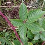 Rubus divaricatus leaf picture by Sabina Hartmann (cc-by-sa)