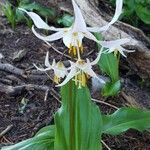 Erythronium montanum habit picture by Ethan Greer (cc-by-sa)