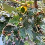 Fremontodendron californicum leaf picture by mj mjcoren (cc-by-sa)