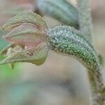 Epipactis microphylla fruit picture by Yoan MARTIN (cc-by-sa)