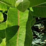 Asclepias speciosa leaf picture by Don Donald Copperstone (cc-by-sa)