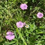 Linum viscosum habit picture by F. Manzano (cc-by-sa)