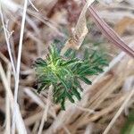 Tagetes lunulata leaf picture by jesus go (cc-by-sa)