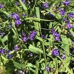 Tradescantia virginiana habit picture by c_ruh (cc-by-sa)