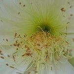 Cereus jamacaru flower picture by Mayron Felipe Avila Mayron (cc-by-sa)