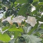 Cordia superba flower picture by Senger Mario (cc-by-sa)