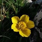 Ranunculus millefoliatus flower picture by Cecilia Mercadante (cc-by-sa)