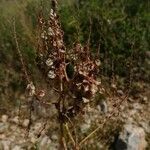 Rumex intermedius fruit picture by Jordan Galli (cc-by-sa)