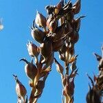 Puya spathacea fruit picture by Trap Hers (cc-by-sa)