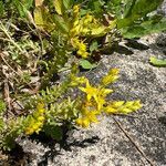 Sedum sexangulare habit picture by Patrice Bracquart (cc-by-sa)