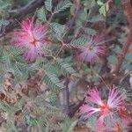 Calliandra eriophylla leaf picture by M Keller (cc-by-sa)