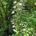 Acanthus hungaricus flower picture by arlas (cc-by-sa)