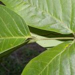 Senna papillosa leaf picture by Nelson Zamora Villalobos (cc-by-nc)