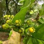 Bunchosia armeniaca flower picture by Makoto Makoto (cc-by-sa)