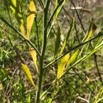 Lepidium austrinum leaf picture by Kendra RaiderNature (cc-by-sa)