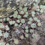 Sempervivum arachnoideum leaf picture by manchego anil (cc-by-sa)