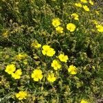 Helianthemum syriacum flower picture by Manos Athineos (cc-by-sa)