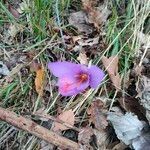 Crocus ligusticus flower picture by Adamo Davide (cc-by-sa)