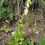 Digitalis grandiflora habit picture by Walter Schuster (cc-by-sa)