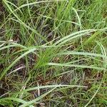 Eriophorum latifolium habit picture by Yoan MARTIN (cc-by-sa)