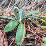 Robinsonecio gerberifolius leaf picture by Fabien Anthelme (cc-by-sa)