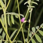 Tephrosia vicioides fruit picture by Nelson Zamora Villalobos (cc-by-nc)