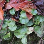 Saxifraga rotundifolia habit picture by Ugoline Jacquot (cc-by-sa)