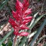 Aechmea distichantha flower picture by Trap Hers (cc-by-sa)