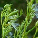 Valeriana tripteris fruit picture by Llandrich anna (cc-by-sa)