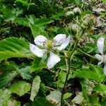 Rubus scissus flower picture by Andrzej Konstantynowicz (cc-by-sa)